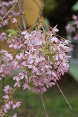 Prunus subhirtella 'Pendula' - višeň chloupkatá - květenství